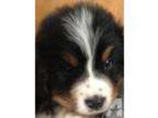 Bernese Mountain Dog Puppy for sale in GRAHAM, WA, USA