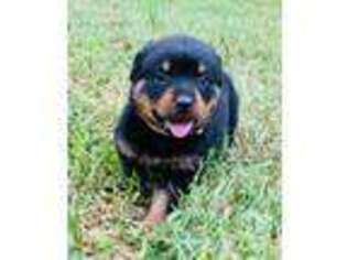 Rottweiler Puppy for sale in Toccoa, GA, USA