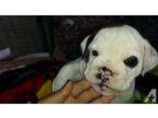 Bulldog Puppy for sale in ARLINGTON, TX, USA