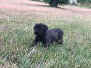 Mastiff Puppy for sale in Warrensburg, MO, USA