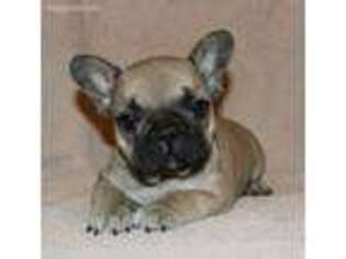 French Bulldog Puppy for sale in Schuylkill Haven, PA, USA