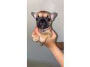 French Bulldog Puppy for sale in Central Islip, NY, USA