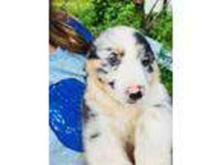 Australian Shepherd Puppy for sale in Beckley, WV, USA