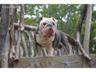 Bulldog Puppy for sale in Fort Bragg, NC, USA