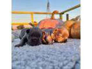 French Bulldog Puppy for sale in Elkton, KY, USA
