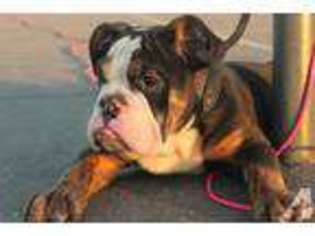 Bulldog Puppy for sale in SAN FRANCISCO, CA, USA
