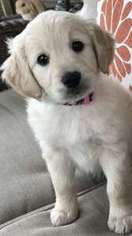 Goldendoodle Puppy for sale in Arvada, CO, USA