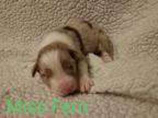 Australian Shepherd Puppy for sale in Statham, GA, USA
