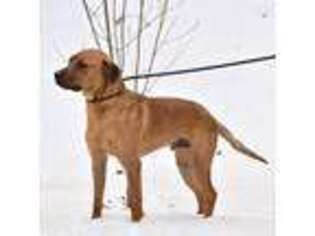 Labrador Retriever Puppy for sale in Bracebridge, Ontario, Canada