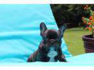 French Bulldog Puppy for sale in Rose Hill, MS, USA