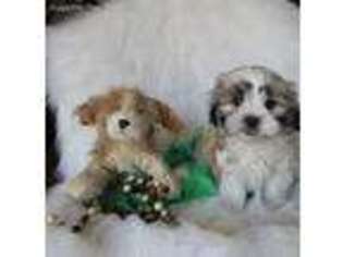 Mal-Shi Puppy for sale in Coweta, OK, USA