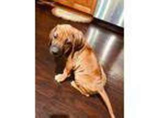 Rhodesian Ridgeback Puppy for sale in Arleta, CA, USA