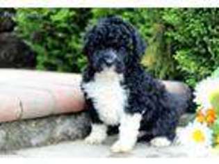 Portuguese Water Dog Puppy for sale in Kinzers, PA, USA