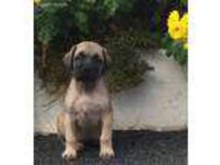 Mastiff Puppy for sale in Coatesville, PA, USA