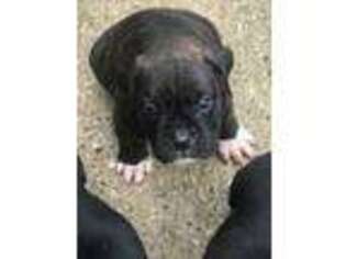 Boxer Puppy for sale in Conroe, TX, USA