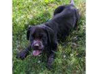 Cane Corso Puppy for sale in Brownstown, PA, USA