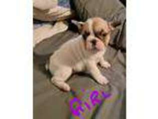 French Bulldog Puppy for sale in Salisbury, NC, USA