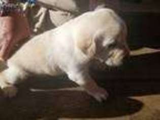 Labrador Retriever Puppy for sale in Crescent City, CA, USA