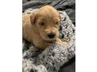 Goldendoodle Puppy for sale in Larose, LA, USA
