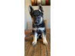 German Shepherd Dog Puppy for sale in Fountain, CO, USA