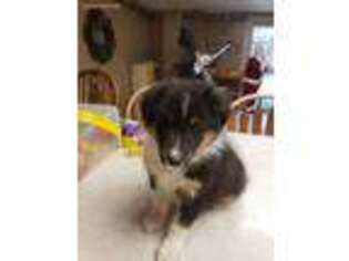 Shetland Sheepdog Puppy for sale in Quincy, IL, USA