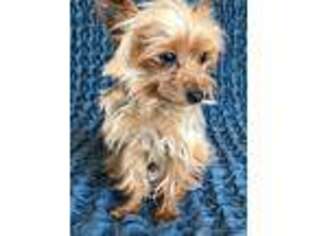 Yorkshire Terrier Puppy for sale in Stafford Springs, CT, USA