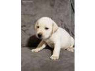 Labrador Retriever Puppy for sale in Wapakoneta, OH, USA