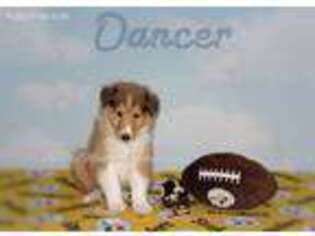 Collie Puppy for sale in Raton, NM, USA