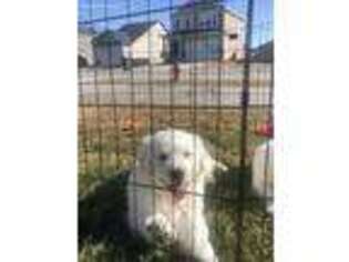 Mutt Puppy for sale in Circleville, UT, USA