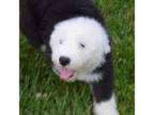 Old English Sheepdog Puppy for sale in Richards, MO, USA