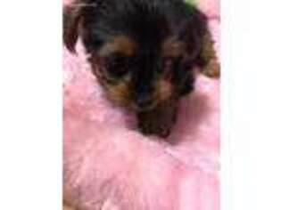 Yorkshire Terrier Puppy for sale in East Brunswick, NJ, USA
