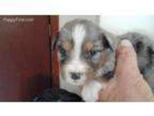 Australian Shepherd Puppy for sale in Foster, RI, USA