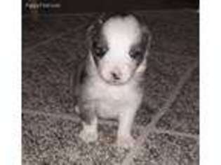 Australian Shepherd Puppy for sale in Smyrna, TN, USA