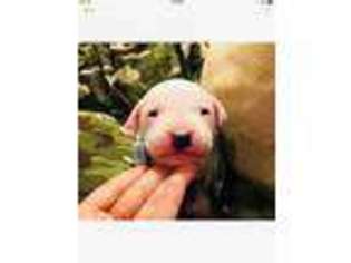 Dogo Argentino Puppy for sale in Tampa, FL, USA