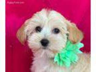 Cavachon Puppy for sale in Greenacres, WA, USA
