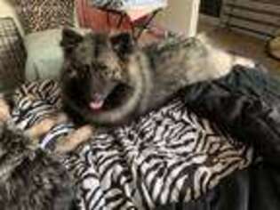 Keeshond Puppy for sale in Slidell, LA, USA