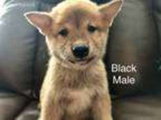 Shiba Inu Puppy for sale in Woodruff, WI, USA