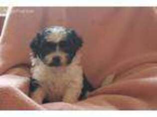 Mutt Puppy for sale in SALEM, NJ, USA