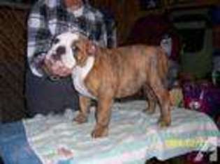 Bulldog Puppy for sale in GRANITE CITY, IL, USA