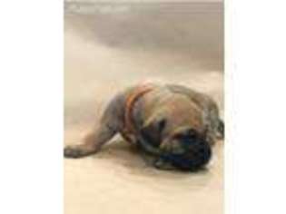 Boerboel Puppy for sale in Pilot Hill, CA, USA