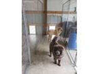 Chow Chow Puppy for sale in Mcalester, OK, USA