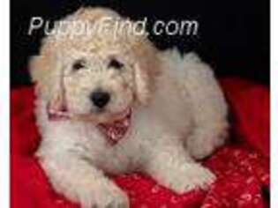 Goldendoodle Puppy for sale in Danville, CA, USA