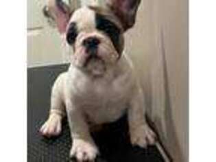 French Bulldog Puppy for sale in Dallas, NC, USA