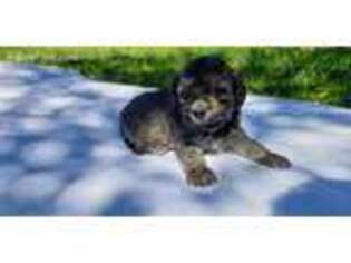 Havanese Puppy for sale in Troutdale, OR, USA