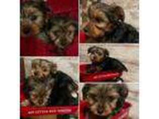 Yorkshire Terrier Puppy for sale in Greencastle, IN, USA