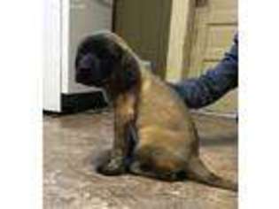 Mastiff Puppy for sale in Fort Wayne, IN, USA