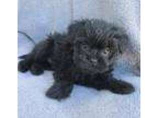 Affenpinscher Puppy for sale in Uniontown, KS, USA