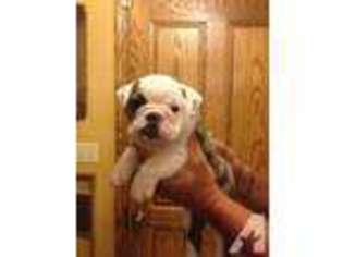 Bulldog Puppy for sale in BEAVER, OH, USA