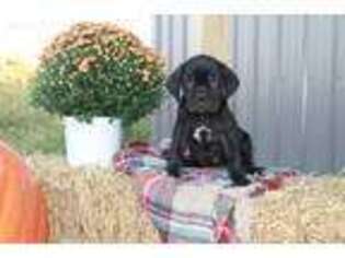 Neapolitan Mastiff Puppy for sale in Lowry City, MO, USA