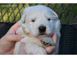 German Shepherd Dog Puppy for sale in Bellingham, WA, USA